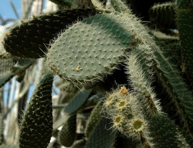 Opuntia_leucotricha_2